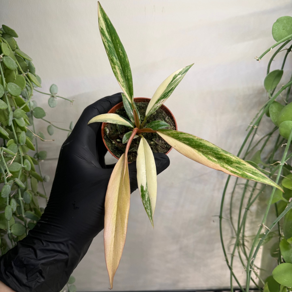 Philodendron 'Caramel Marble' 8cm - #2