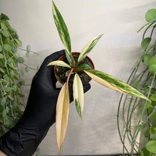 Philodendron 'Caramel Marble' 8cm - #2