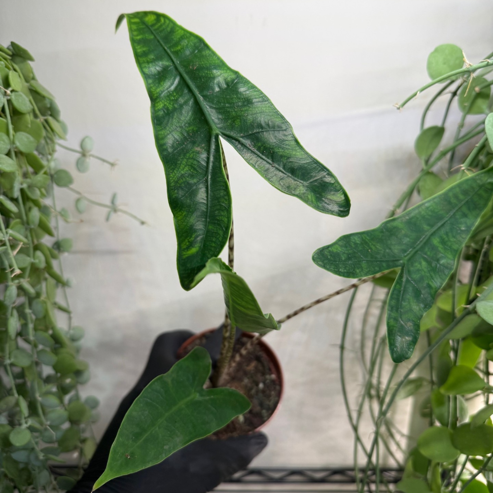 Alocasia zebrina 'Reticulata' 10.5cm - #5