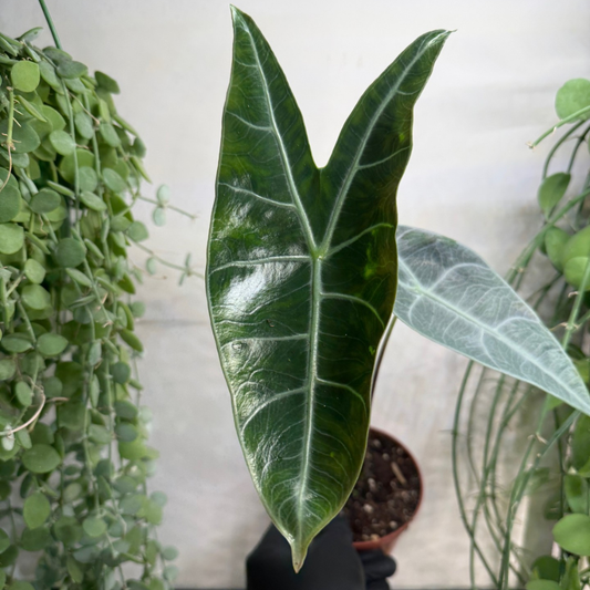 Alocasia longiloba 'Silver' 10.5cm - #5