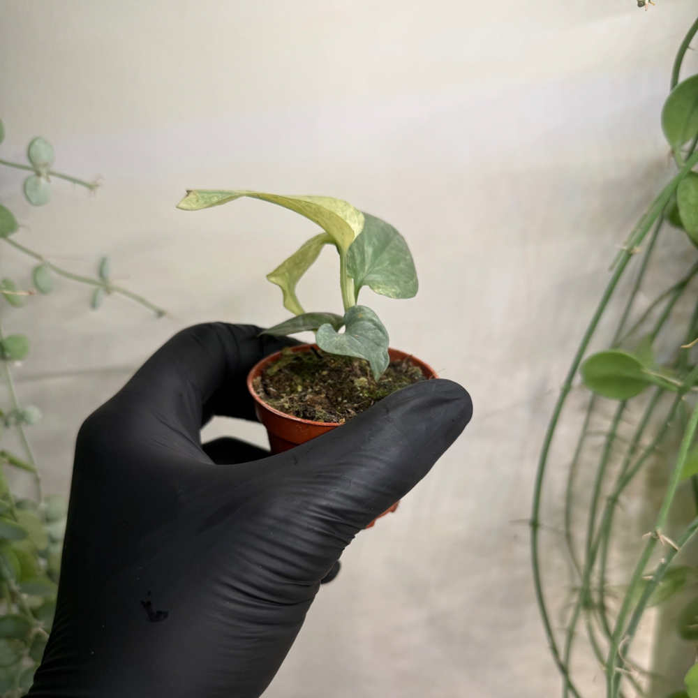 Amydrium medium 'Silver Variegata' 6cm - #3