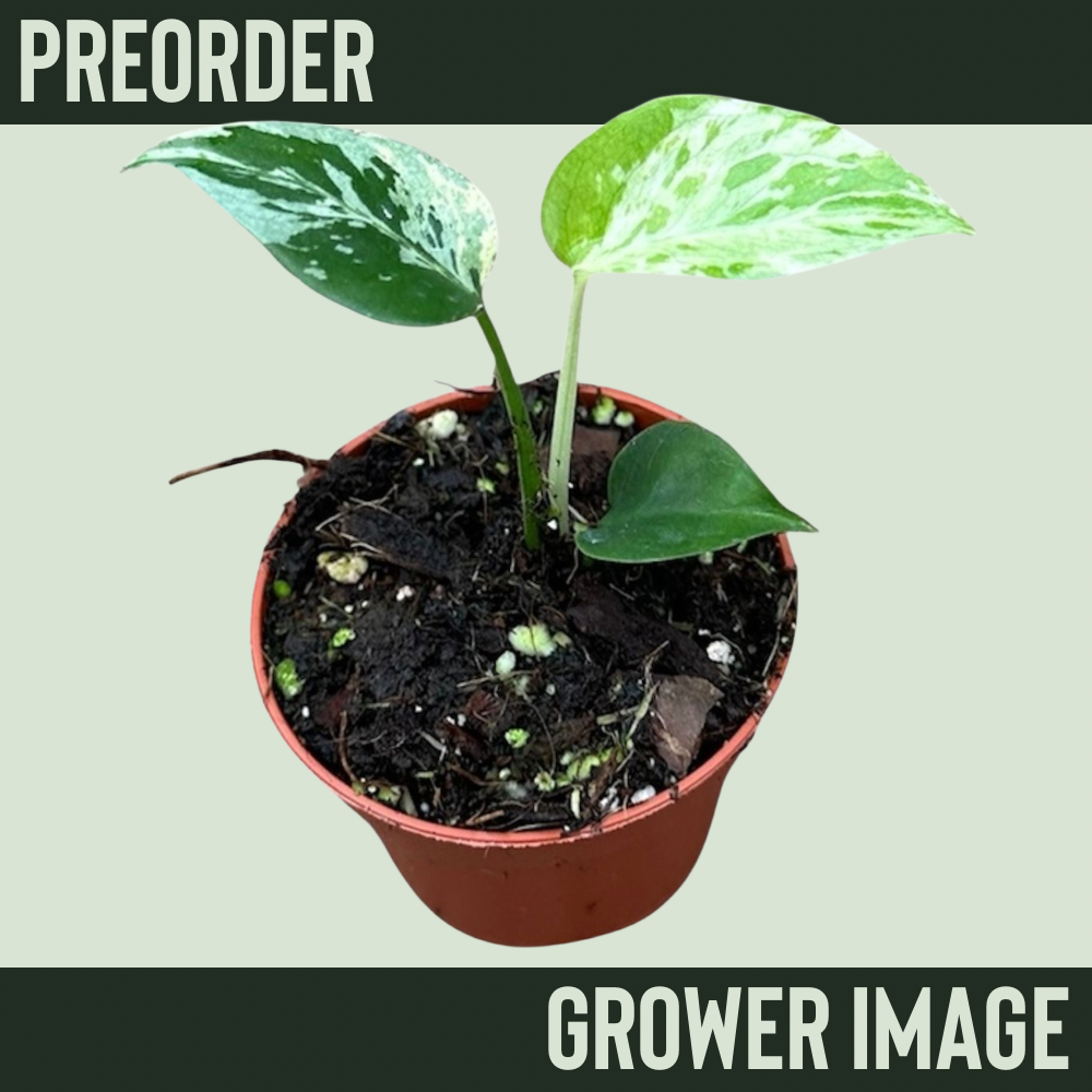 Preorder Monstera 'Bulbasaur'