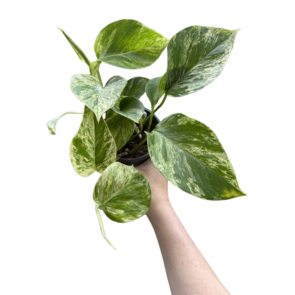 Epipremnum 'Marble Queen'