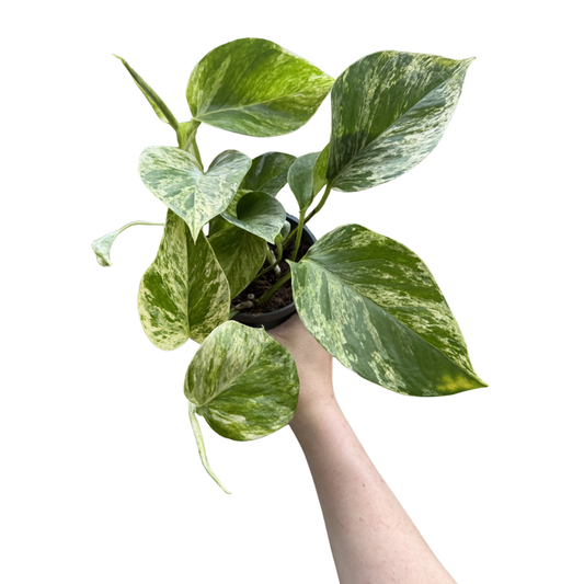 Epipremnum 'Marble Queen'