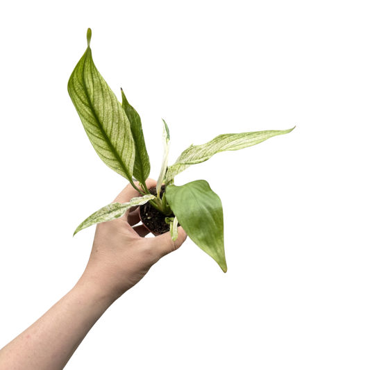 Spathiphyllum 'Snow Feather'