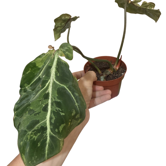 Philodendron gloriosum 'Snow Leopard' - TLC