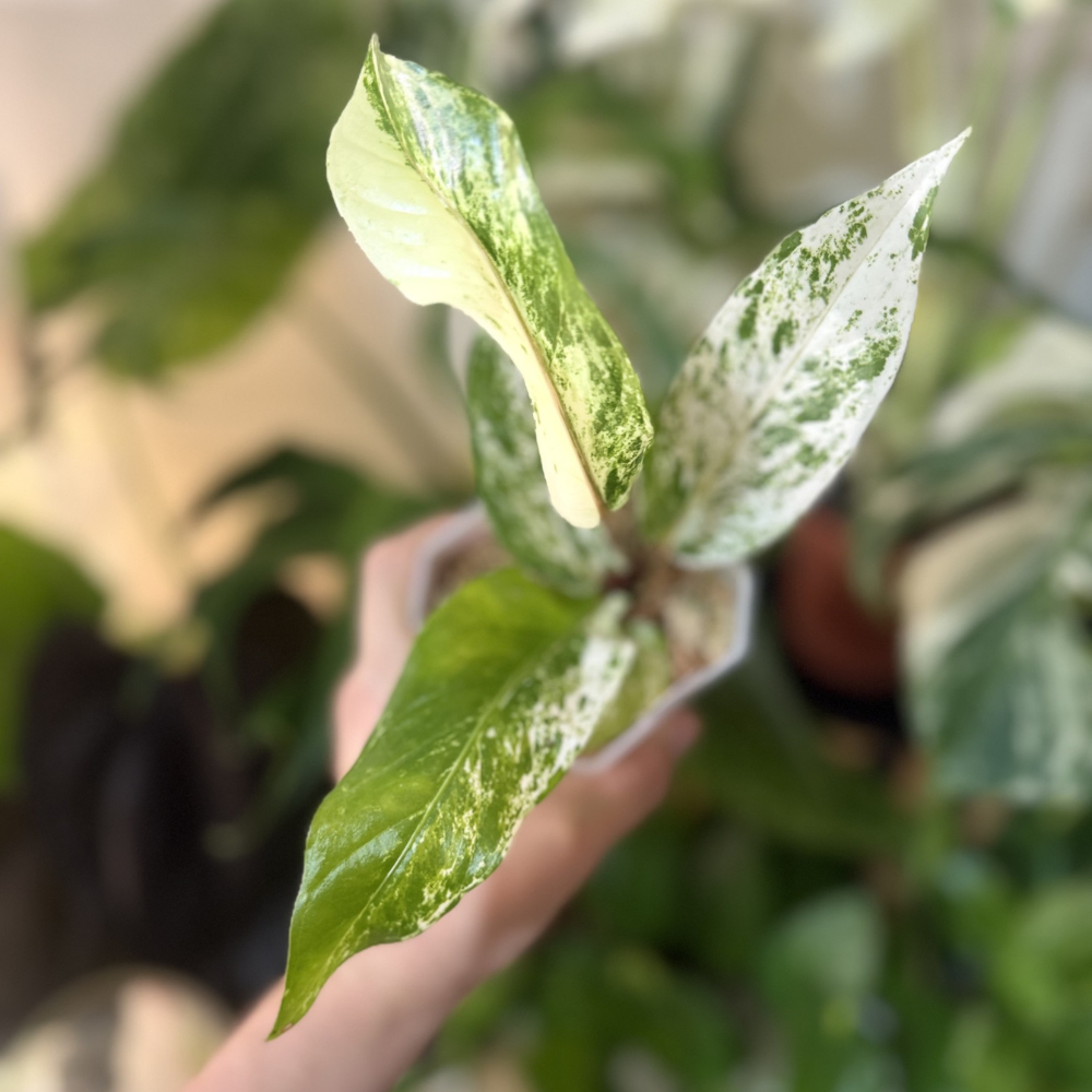 Anthurium hookeri 'White Variegated'
