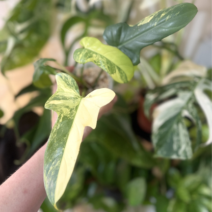 Philodendron 'Violin Variegated'