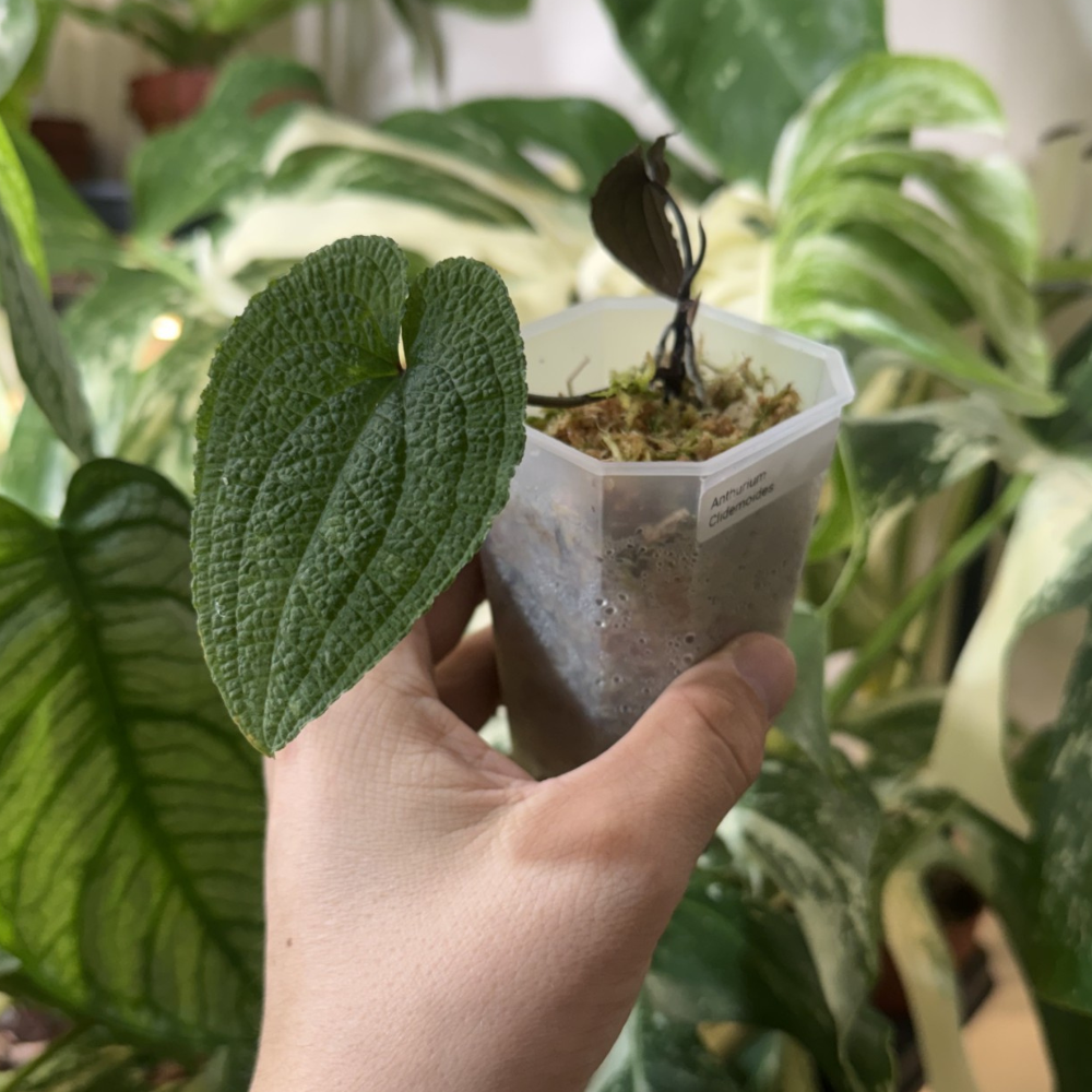 Anthurium clidemoides