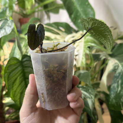 Anthurium clidemoides